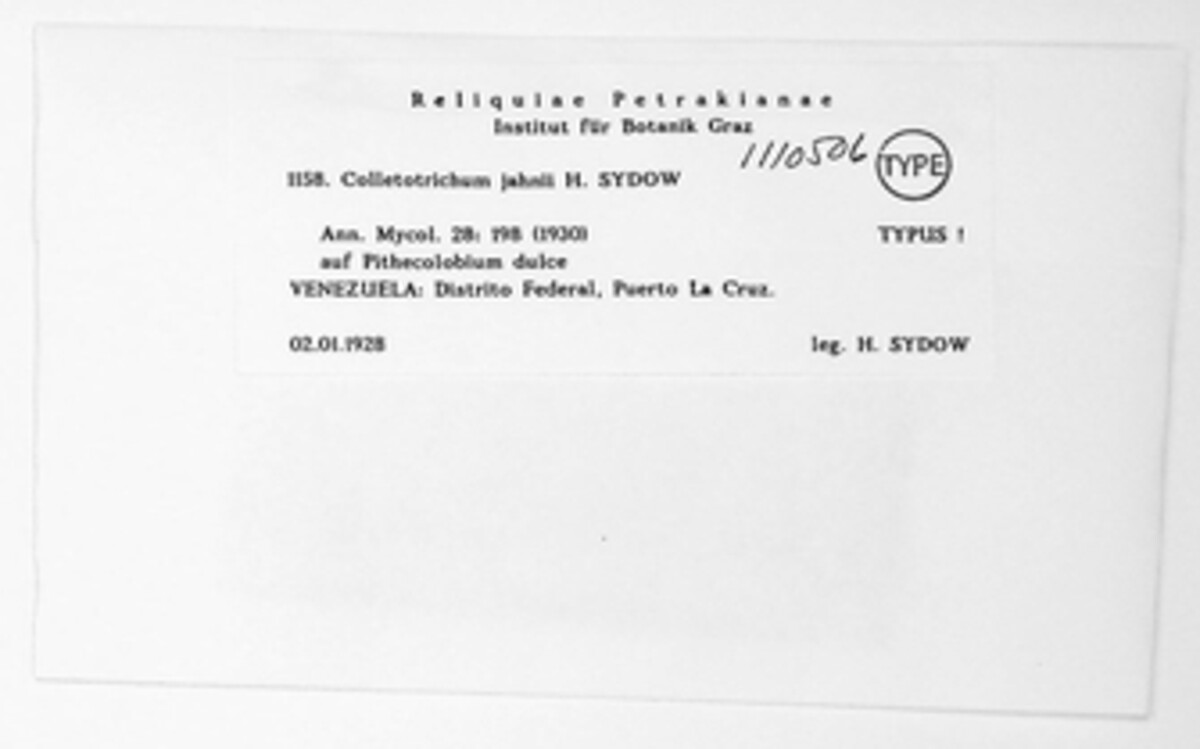 Colletotrichum jahnii image